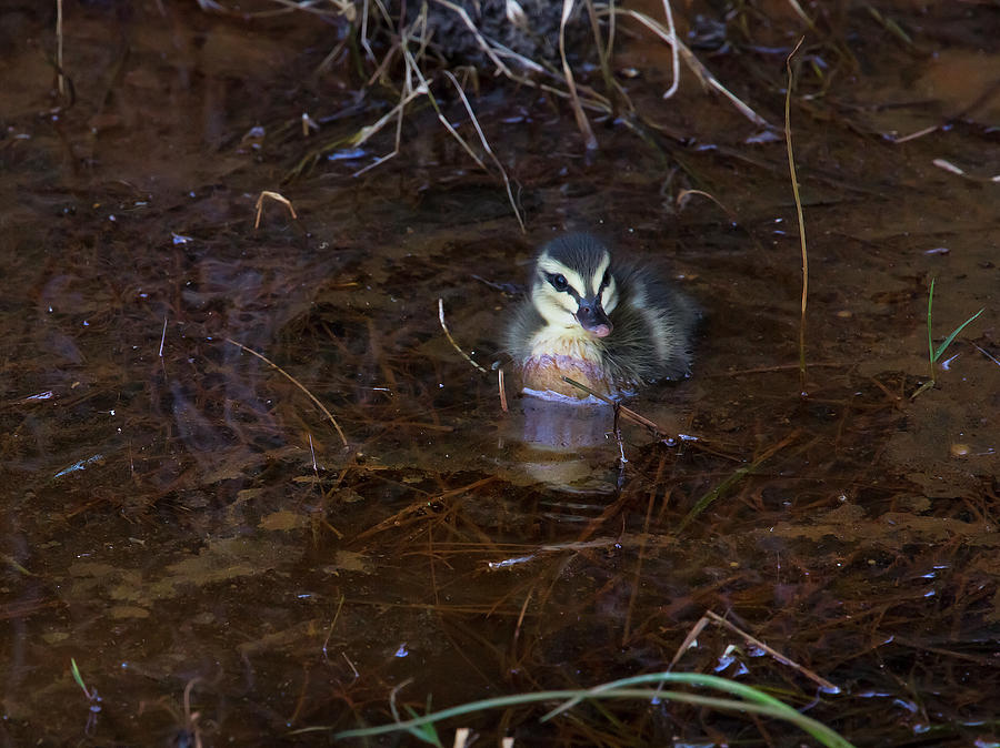 Pacific Black Duckling Photograph
