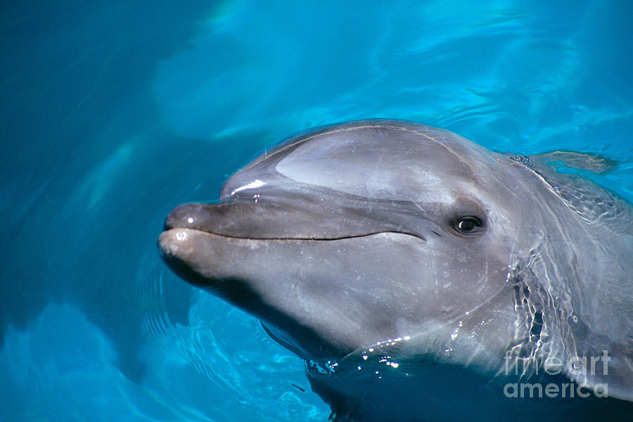 Pacific Bottlenose Dolphi Photograph by Dave Fleetham - Printscapes