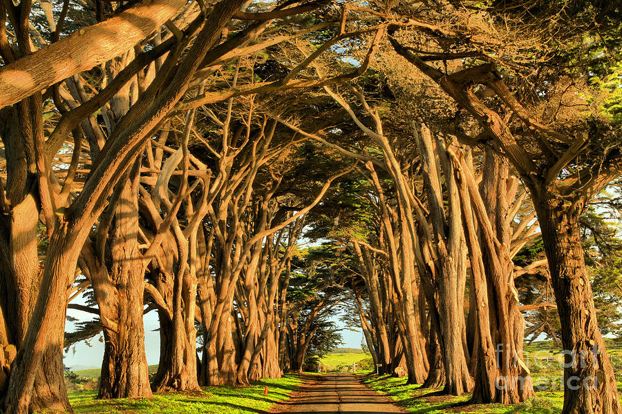 Pacific Coast Cypress Tunnel Photograph by Adam Jewell