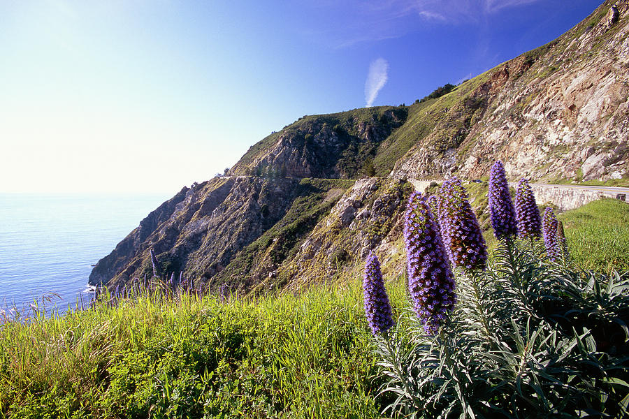Spring Photograph - Pacific Coast View with Blue Wildflowers by George Oze