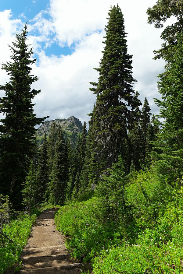 Tree Photograph - Pacific Crest Trail towards American Ridge by Jeff Swan
