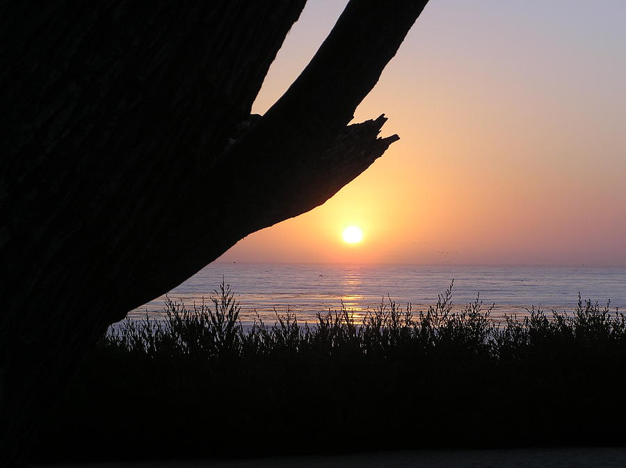 Seascape Photograph - Pacific Cypress Sunset by Richard Mansfield Seascape Photograph - Pacific Cypress Sunset by Richard Mansfield