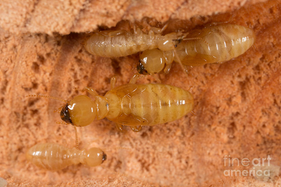 Pacific Dampwood Termites Photograph by Ted Kinsman