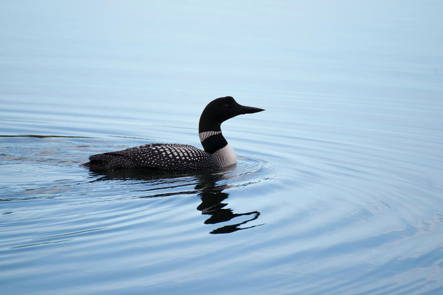 Pacific diver Gavia pacifica Photograph by Robert Braley