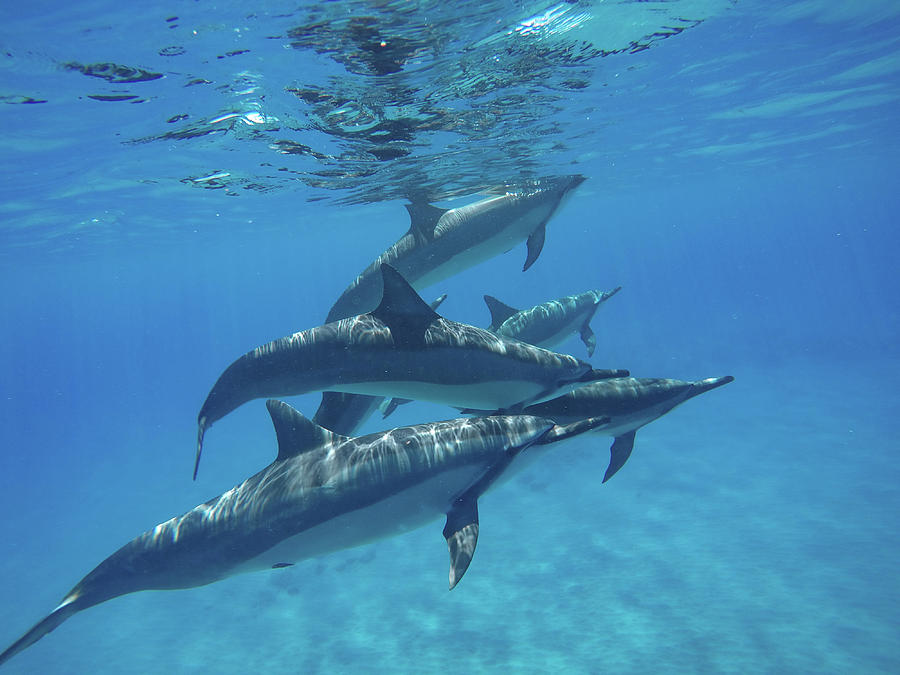 Pacific Dolphins Photograph by Megan Martens - Fine Art America