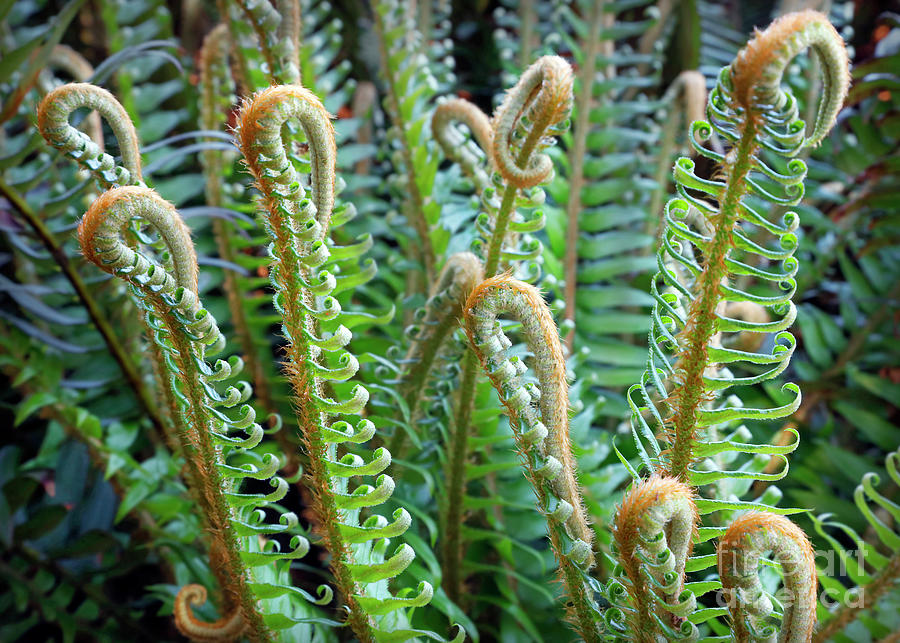 Pacific Ferns Photograph