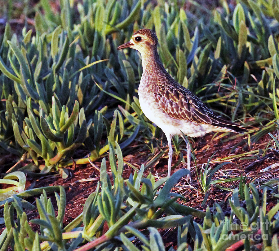 Pacific Golden Plover Photograph by Jennifer Robin