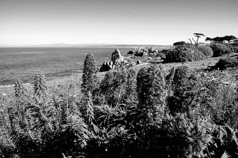 Pacific Grove Beauty Two B And W Photograph by Joyce Dickens