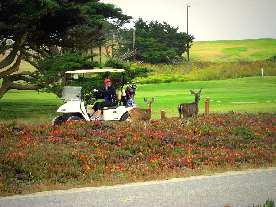 Pacific Grove Deer And Golf Cart Photograph by Joyce Dickens
