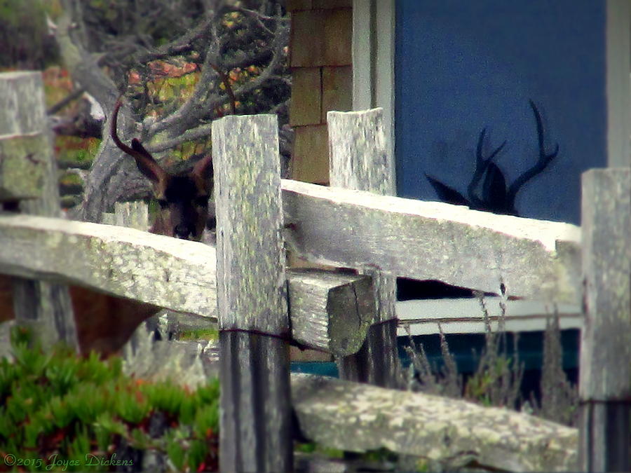 Pacific Grove Deer And His Reflection Photograph by Joyce Dickens