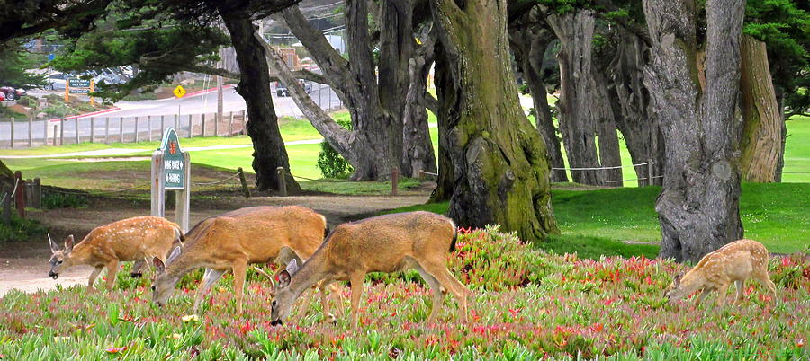 Pacific Grove Deer Family Close Up Photograph by Joyce Dickens