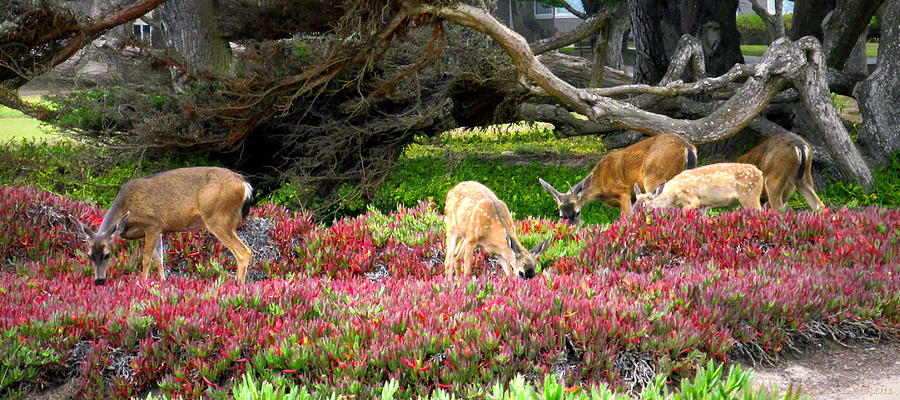 Pacific Grove Deer Family Three Close Up Photograph by Joyce Dickens