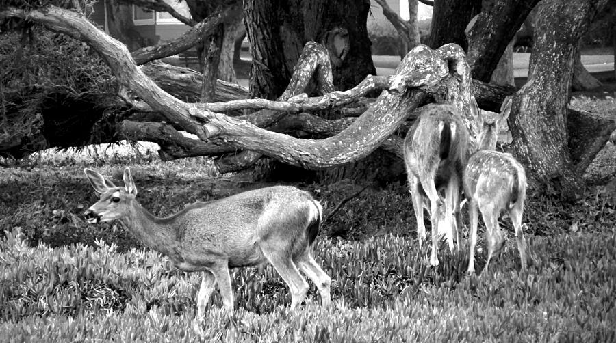 Pacific Grove Deer Family Two Close Up B and W Photograph by Joyce Dickens