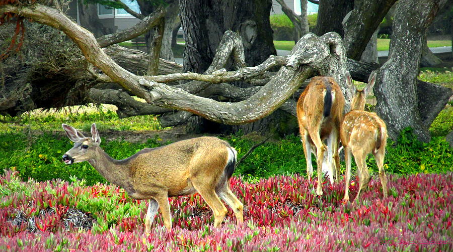 Pacific Grove Deer Family Two Close Up Photograph by Joyce Dickens