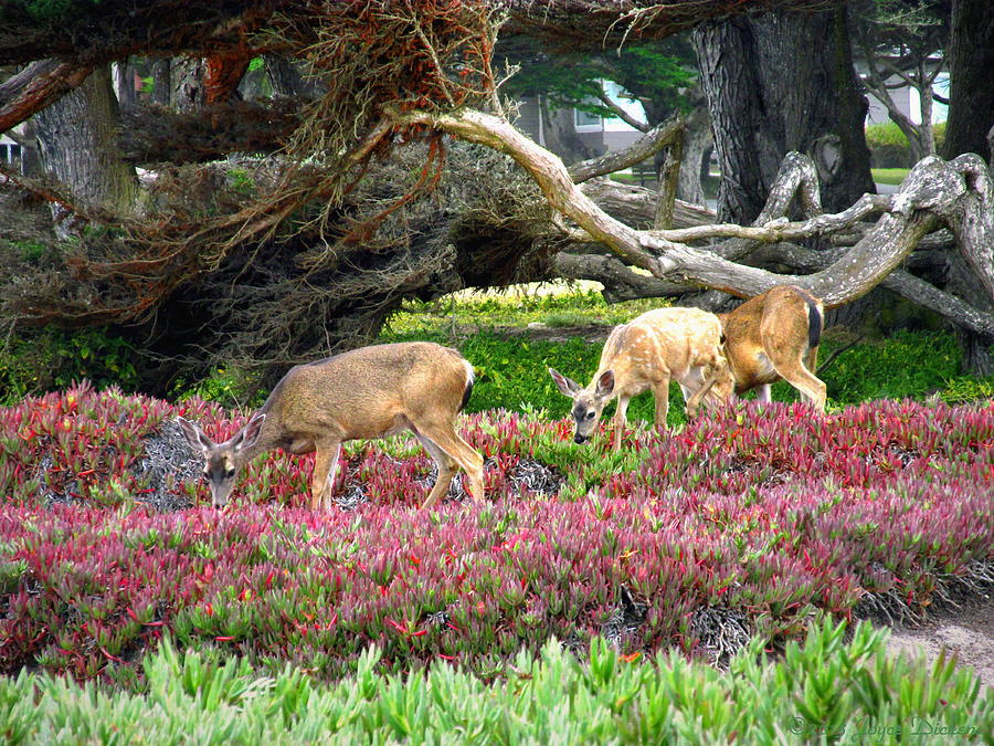 Pacific Grove Deer Feeding Photograph by Joyce Dickens