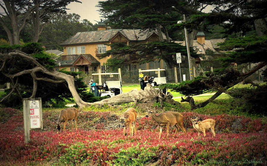 Pacific Grove Deer Feeding Three Photograph by Joyce Dickens