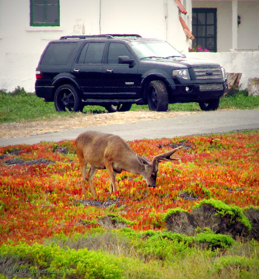 Pacific Grove Deer In The Front Yard II Photograph by Joyce Dickens