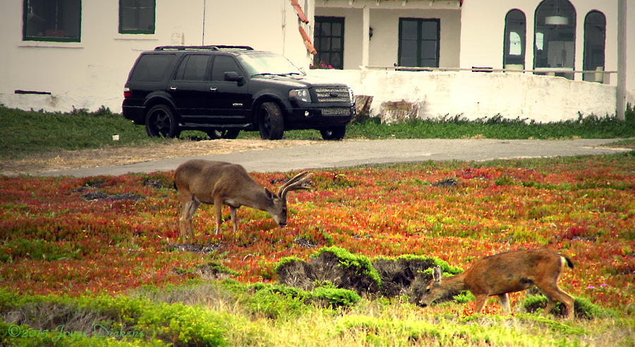 Pacific Grove Deer In The Front Yard Photograph by Joyce Dickens
