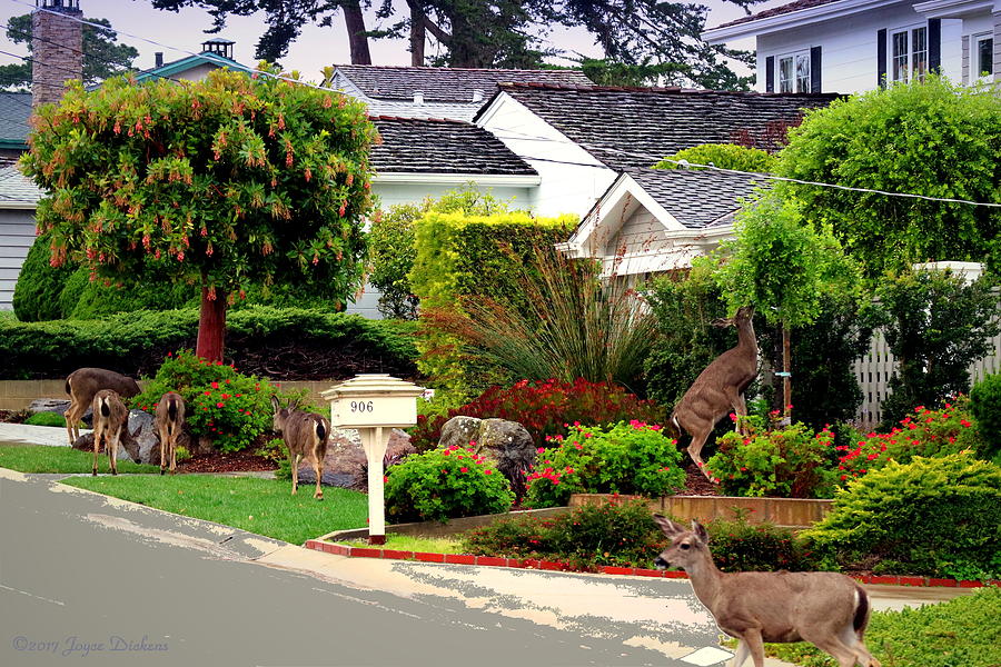 Pacific Grove Deer Photograph by Joyce Dickens