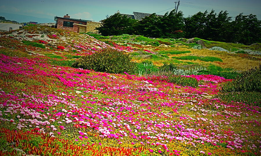 Pacific Grove Full Bloom Photograph by Joyce Dickens