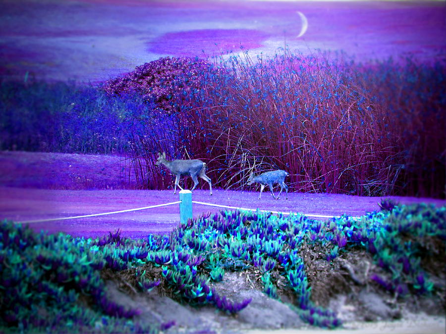 Pacific Grove Golf Links Deer In The Moonlight Digital Art by Joyce Dickens