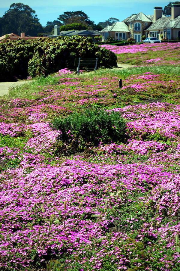Pacific Grove In Bloom Photograph by Joyce Dickens