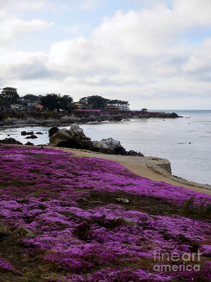 Pacific Grove in May Photograph by Rachel Morrison