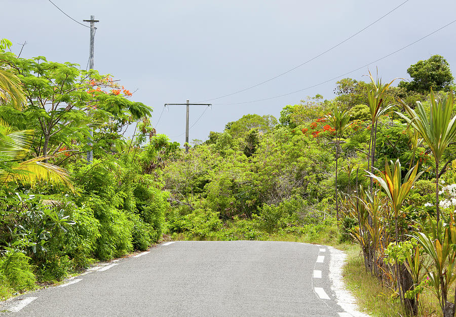 Nature Photograph - Pacific Island Road by Ramunas Bruzas