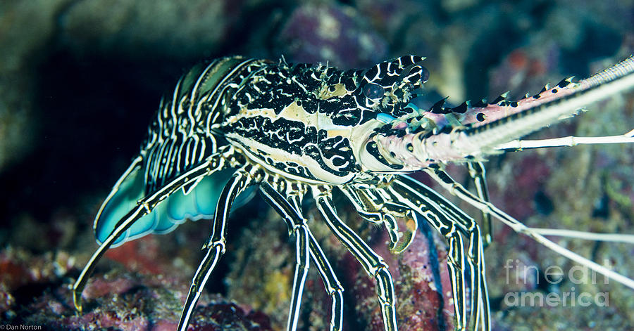 Razor Photograph - Pacific Lobster Yap by Dan Norton