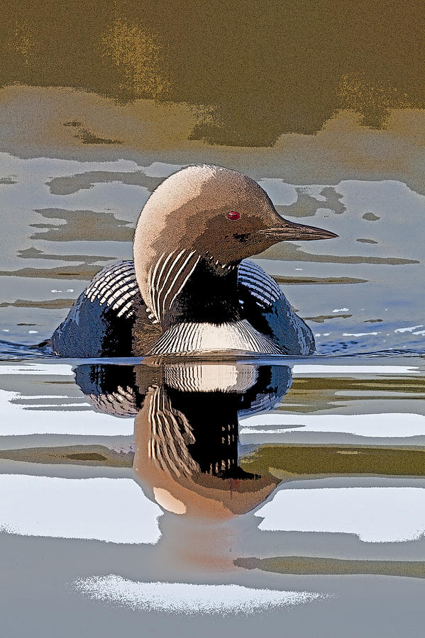 Abstract Photograph - Pacific Loon Making Waves- Abstract by Tim Grams