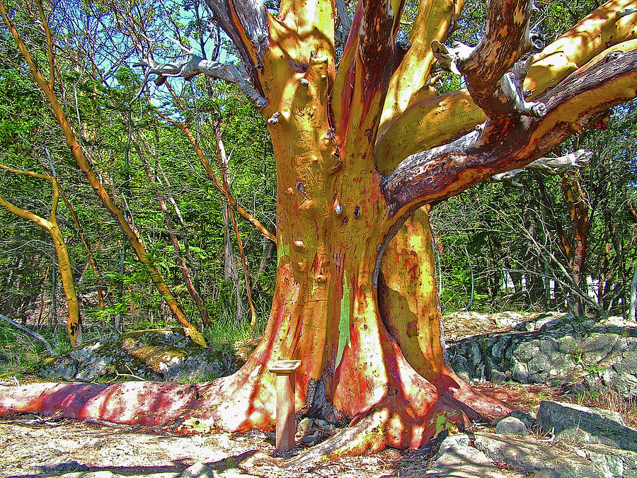 Pacific Madrone Tree on San Juan Island, Washington Photograph by Ruth Hager