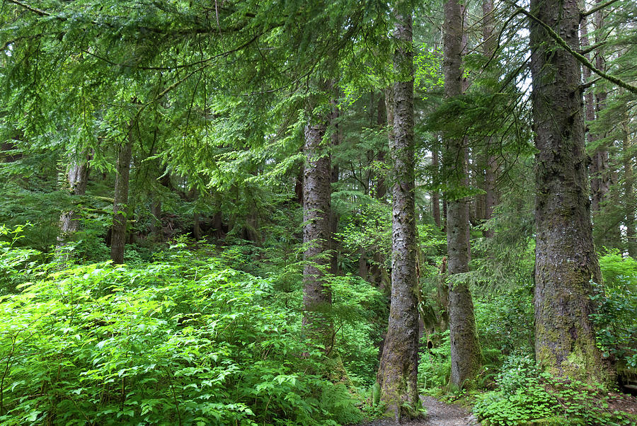 Pacific Northwest Forest Photograph