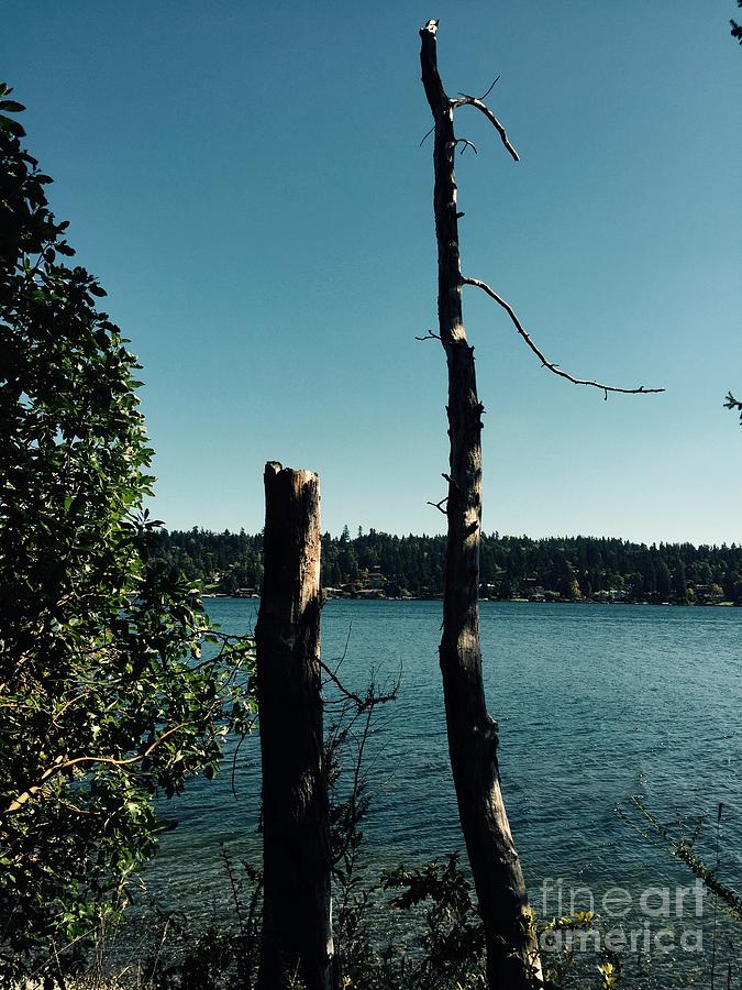 Tree Photograph - Pacific Northwest Landscape by LeLa Becker