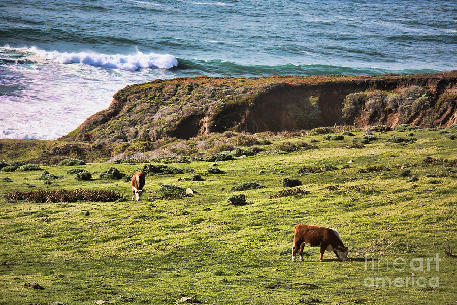 Pacific Ocean Cows Grazing  Photograph by Chuck Kuhn