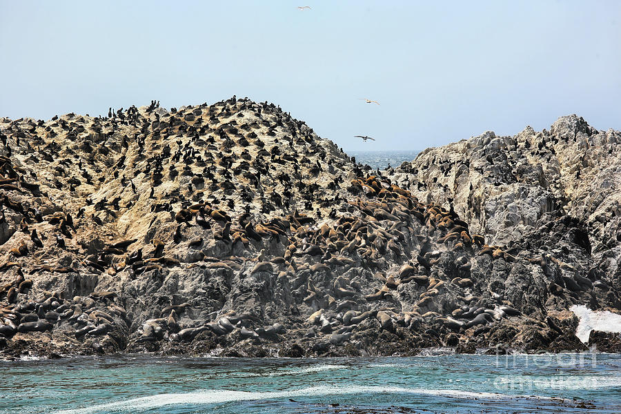 Pacific Ocean Seals Rest  Photograph by Chuck Kuhn