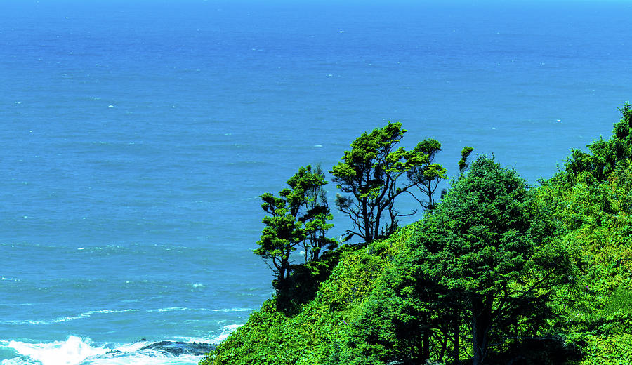 Pacific Ocean Trees Photograph by Jonny D
