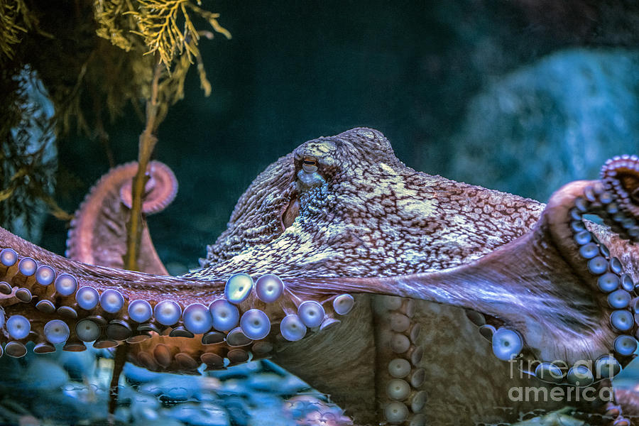 Pacific Octopus 2 Photograph by David Zanzinger