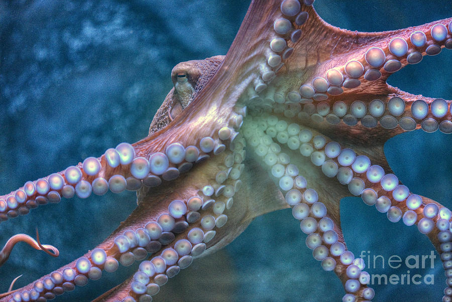 Giant Pacific Octopus Photograph by David Zanzinger