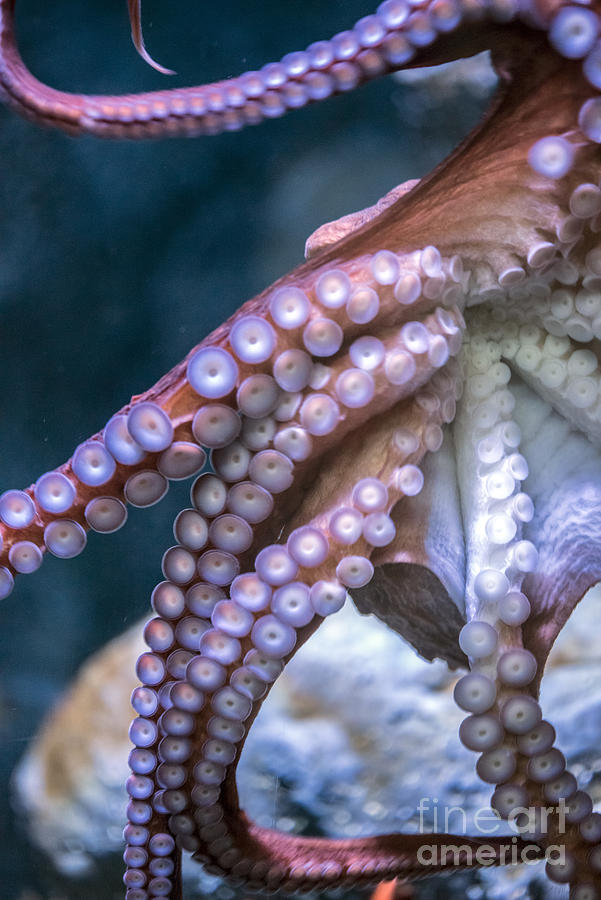 Pacific Octopus Vertical Photograph by David Zanzinger