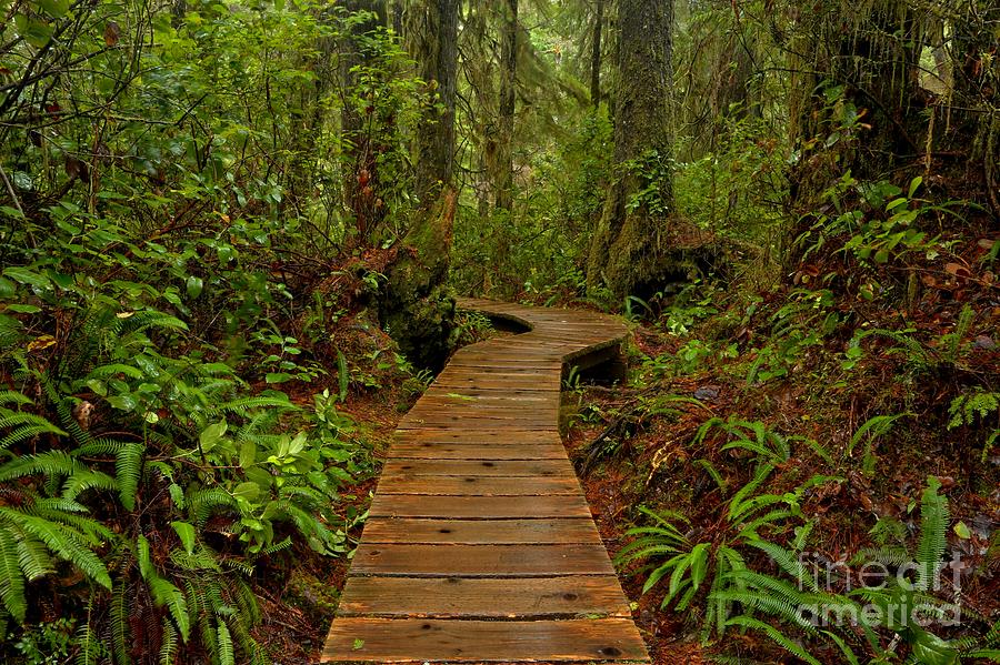 Pacific Rim Rainforest Trail Photograph by Adam Jewell