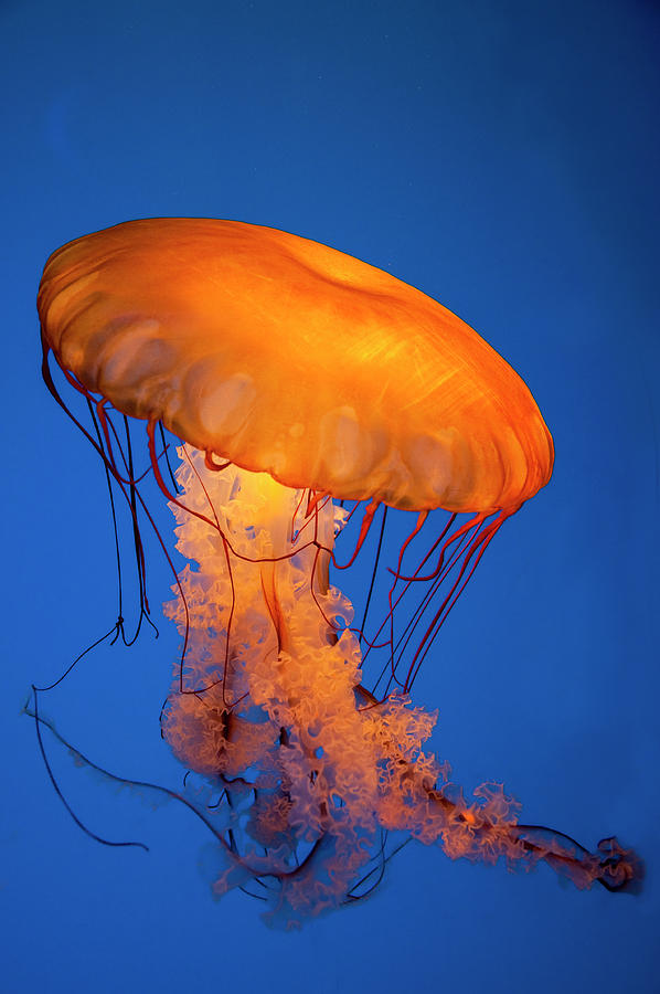 Pacific Sea Nettle 2 Photograph by Ginger Stein