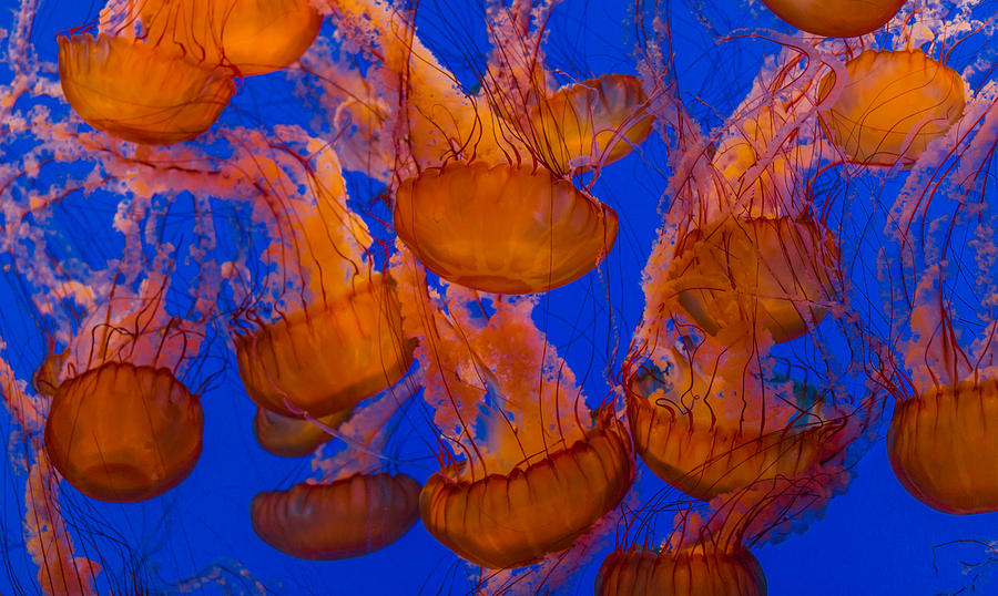 Pacific Sea Nettle Cluster 1 Photograph by Scott Campbell