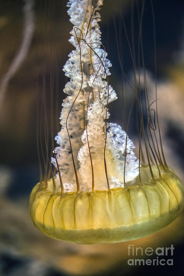 Pacific Sea Nettle Vertical Photograph by David Zanzinger