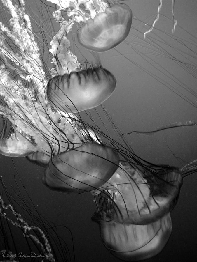 Pacific Sea Nettle I Black And White Photograph by Joyce Dickens