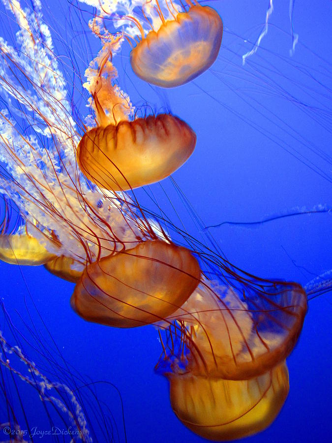 Pacific Sea Nettle I Photograph by Joyce Dickens