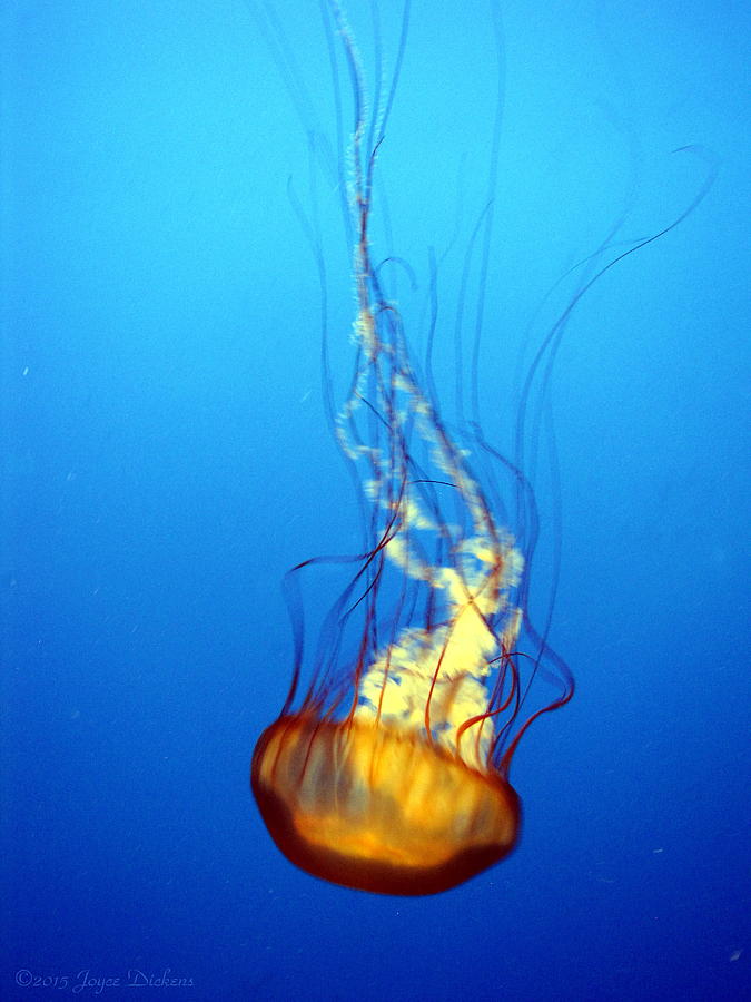 Pacific Sea Nettle II Photograph by Joyce Dickens
