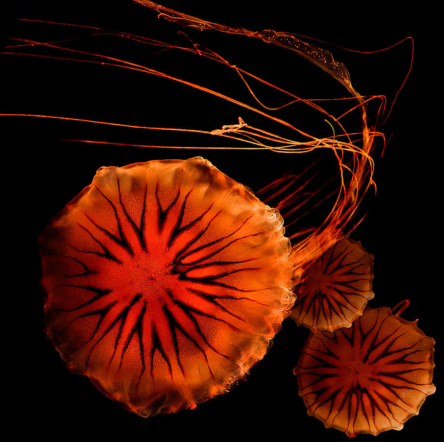 Pacific Sea Nettle Jellies Photograph by Thanh Thuy Nguyen