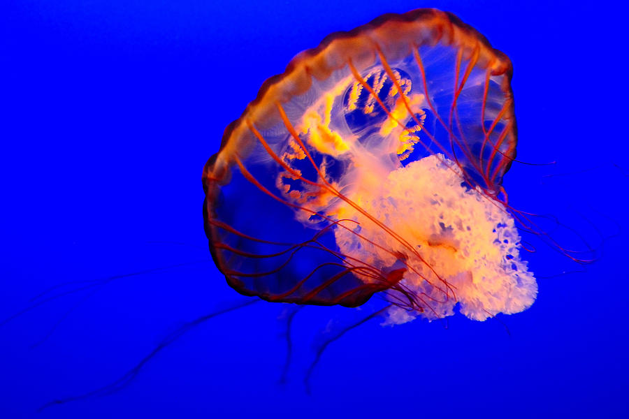 Pacific Sea Nettle Jellyfish Photograph by Soon Ming Tsang - Fine Art ...