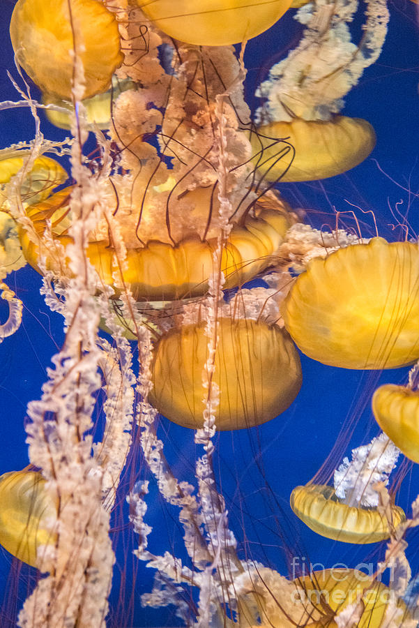 Pacific Sea Nettles 7 Photograph by David Zanzinger