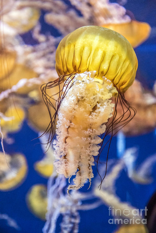 Pacific Sea Nettles 8 Photograph by David Zanzinger